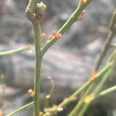 Omphacomeria acerba (Leafless Sour-bush) at Bango, NSW - 28 Aug 2024 by JaneR