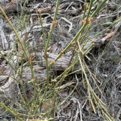 Omphacomeria acerba at Bango, NSW - 28 Aug 2024