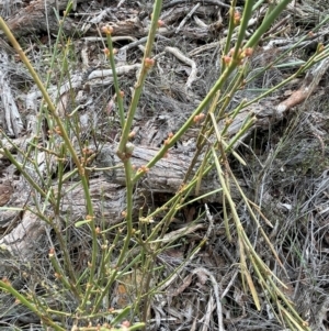 Omphacomeria acerba at Bango, NSW - 28 Aug 2024