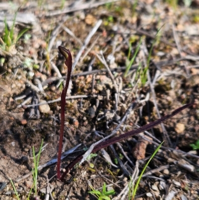 Caladenia fuscata (Dusky Fingers) at Denman Prospect, ACT - 28 Aug 2024 by atticus