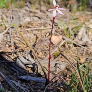 Caladenia fuscata at Denman Prospect, ACT - 29 Aug 2024