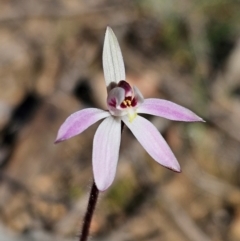 Caladenia fuscata at Denman Prospect, ACT - 29 Aug 2024