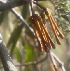 Amyema miquelii (Box Mistletoe) at Jerrawa, NSW - 28 Aug 2024 by JaneR