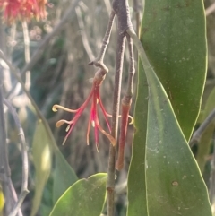 Amyema miquelii at Jerrawa, NSW - 28 Aug 2024