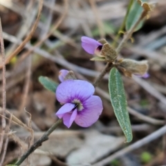 Hovea heterophylla (Common Hovea) at Denman Prospect, ACT - 28 Aug 2024 by atticus