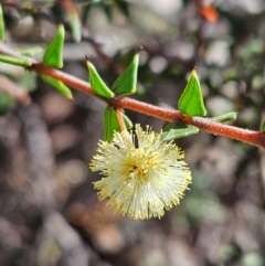 Acacia gunnii (Ploughshare Wattle) at Denman Prospect, ACT - 29 Aug 2024 by atticus