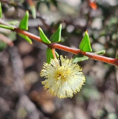 Acacia gunnii (Ploughshare Wattle) at Denman Prospect, ACT - 28 Aug 2024 by atticus