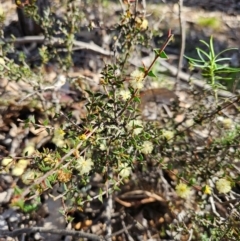 Acacia gunnii at Denman Prospect, ACT - 29 Aug 2024