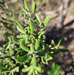 Persoonia rigida (Hairy Geebung) at Denman Prospect, ACT - 28 Aug 2024 by atticus