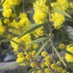 Acacia verniciflua (Varnish Wattle) at Jerrawa, NSW - 28 Aug 2024 by JaneR