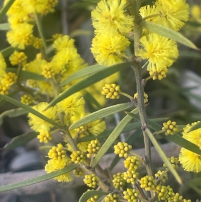 Acacia verniciflua (Varnish Wattle) at Jerrawa, NSW - 28 Aug 2024 by JaneR