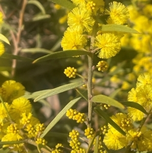 Acacia verniciflua at Jerrawa, NSW - 28 Aug 2024 02:27 PM