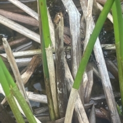 Eleocharis acuta (Common Spike-rush) at Lade Vale, NSW - 28 Aug 2024 by JaneR