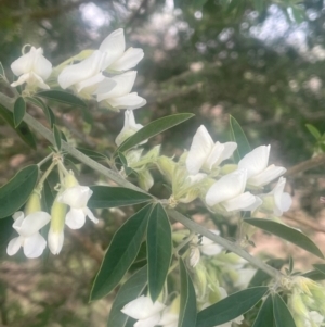 Chamaecytisus palmensis at Yass, NSW - 28 Aug 2024 12:10 PM