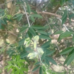 Chamaecytisus palmensis at Yass, NSW - 28 Aug 2024 12:10 PM