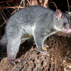 Trichosurus caninus (Mountain Brushtail Possum) at Arakoon, NSW - 4 Dec 2019 by MichaelBedingfield