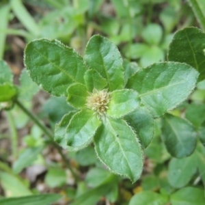 Alternanthera nana at Conder, ACT - 23 Jan 2024