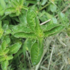 Alternanthera nana at Conder, ACT - 23 Jan 2024