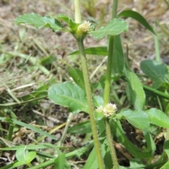 Alternanthera nana at Conder, ACT - 23 Jan 2024