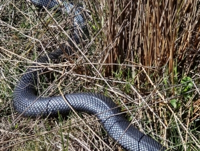 Pseudechis porphyriacus (Red-bellied Black Snake) at Denman Prospect, ACT - 29 Aug 2024 by atticus