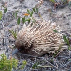 Tachyglossus aculeatus multiaculeatus (Kangaroo Island Echidna) at Karatta, SA - 2 Nov 2012 by MichaelBedingfield