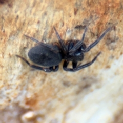 Badumna sp. (genus) (Lattice-web spider) at Hackett, ACT - 28 Aug 2024 by Hejor1