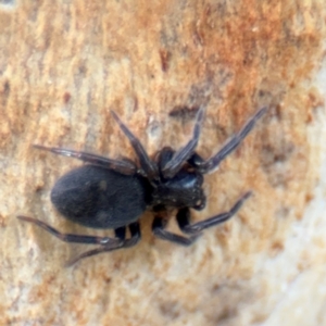 Badumna sp. (genus) at Hackett, ACT - 28 Aug 2024