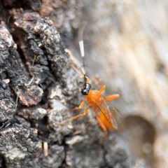 Stiromesostenus sp. (genus) (An ichneumon wasp) at Ainslie, ACT - 28 Aug 2024 by Hejor1