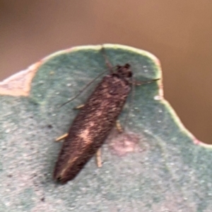 Leistomorpha brontoscopa at Ainslie, ACT - 28 Aug 2024 01:43 PM