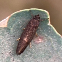 Leistomorpha brontoscopa at Ainslie, ACT - 28 Aug 2024 01:43 PM