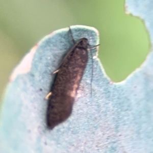 Leistomorpha brontoscopa at Ainslie, ACT - 28 Aug 2024 01:43 PM