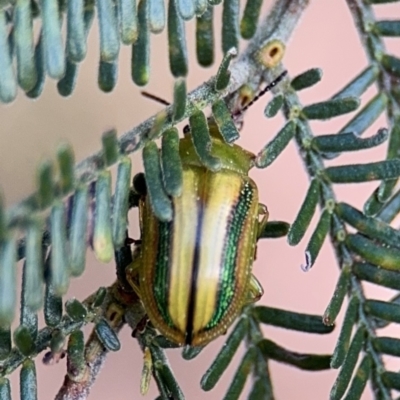 Calomela juncta (Leaf beetle) at Ainslie, ACT - 28 Aug 2024 by Hejor1