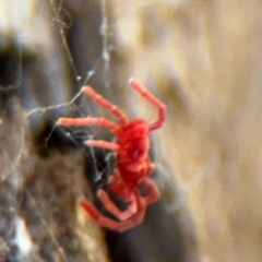 Trombidiidae (family) (Red velvet mite) at Ainslie, ACT - 28 Aug 2024 by Hejor1