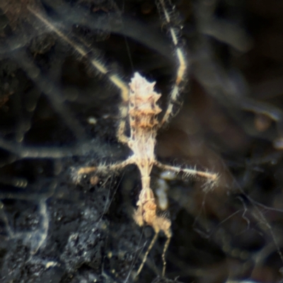 Stenolemus sp. (genus) (Thread-legged assassin bug) at Ainslie, ACT - 28 Aug 2024 by Hejor1