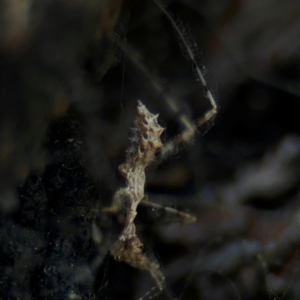 Stenolemus sp. (genus) at Ainslie, ACT - 28 Aug 2024