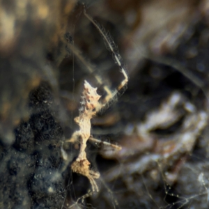 Stenolemus sp. (genus) at Ainslie, ACT - 28 Aug 2024