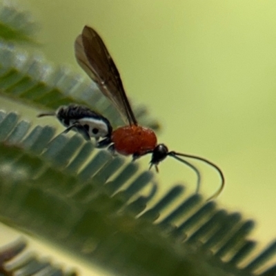 Braconidae (family) (Unidentified braconid wasp) at Ainslie, ACT - 28 Aug 2024 by Hejor1