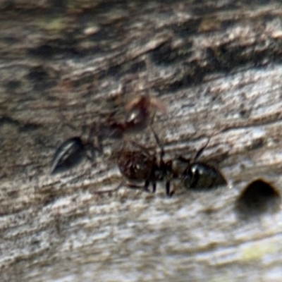 Crematogaster sp. (genus) (Acrobat ant, Cocktail ant) at Ainslie, ACT - 28 Aug 2024 by Hejor1