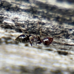 Crematogaster sp. (genus) at Ainslie, ACT - 28 Aug 2024 02:06 PM