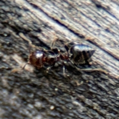 Crematogaster sp. (genus) at Ainslie, ACT - 28 Aug 2024 02:06 PM