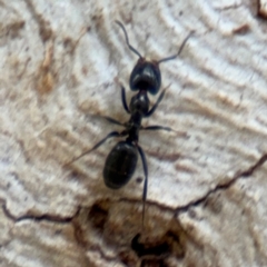 Anonychomyrma sp. (genus) (Black Cocktail Ant) at Ainslie, ACT - 28 Aug 2024 by Hejor1