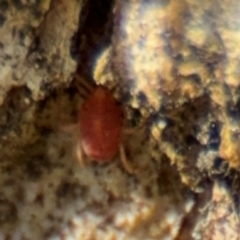 Acari (informal subclass) (Unidentified mite) at Ainslie, ACT - 28 Aug 2024 by Hejor1