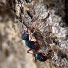 Rhytidoponera aspera (Greenhead ant) at Ainslie, ACT - 28 Aug 2024 by Hejor1