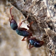 Rhytidoponera aspera at Ainslie, ACT - 28 Aug 2024