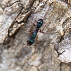 Rhytidoponera aspera at Ainslie, ACT - 28 Aug 2024