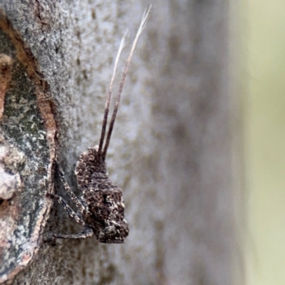 Fulgoroidea (superfamily) (Unidentified fulgoroid planthopper) at Ainslie, ACT - 28 Aug 2024 by Hejor1