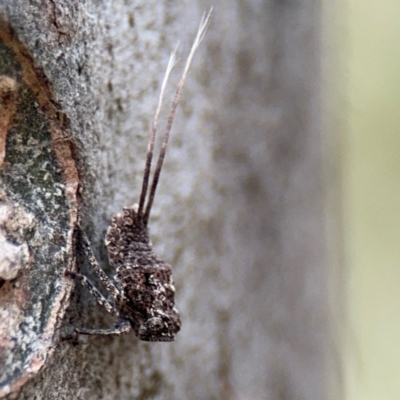 Fulgoroidea sp. (superfamily) (Unidentified fulgoroid planthopper) at Ainslie, ACT - 28 Aug 2024 by Hejor1