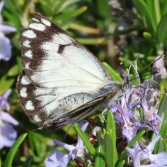 Belenois java (Caper White) at Albury, NSW - 29 Aug 2024 by KylieWaldon