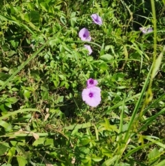 Ipomoea cairica at Murarrie, QLD - 29 Aug 2024 by HarleyB