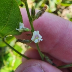 Neonotonia wightii at Murarrie, QLD - 29 Aug 2024 by HarleyB